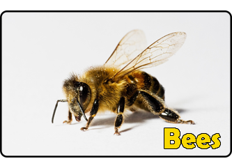 Bees