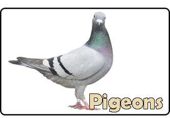 Pigeons