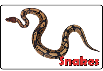 Snakes
